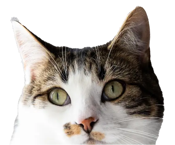 cat head